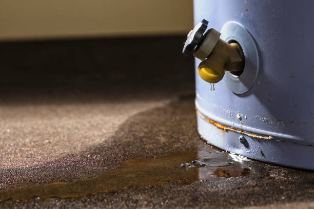 Best Carpet water damage restoration  in Pine Island, MN