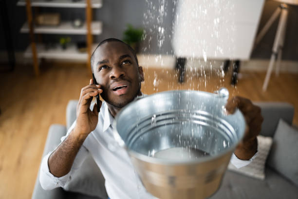 Best Professional water damage repair  in Pine Island, MN