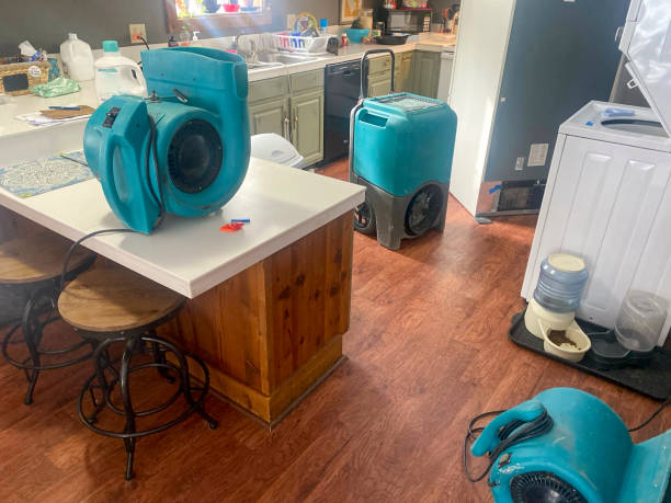 Best Water damage cleanup near me  in Pine Island, MN