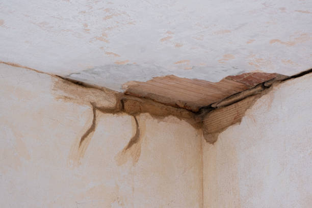 Best Mold removal after water damage  in Pine Island, MN