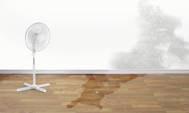 Best Water damage restoration company  in Pine Island, MN
