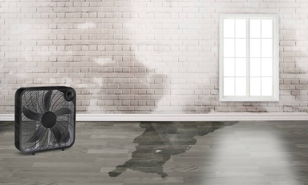 Best Residential water damage restoration  in Pine Island, MN