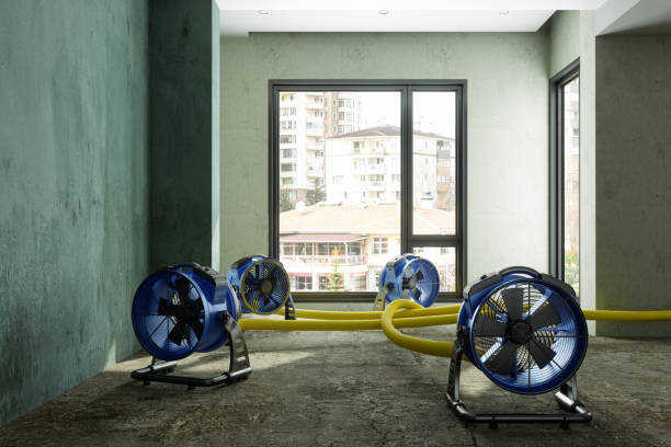 Best Water damage contractors near me  in Pine Island, MN