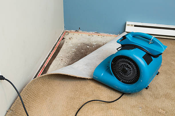 Best 24/7 water damage repair  in Pine Island, MN